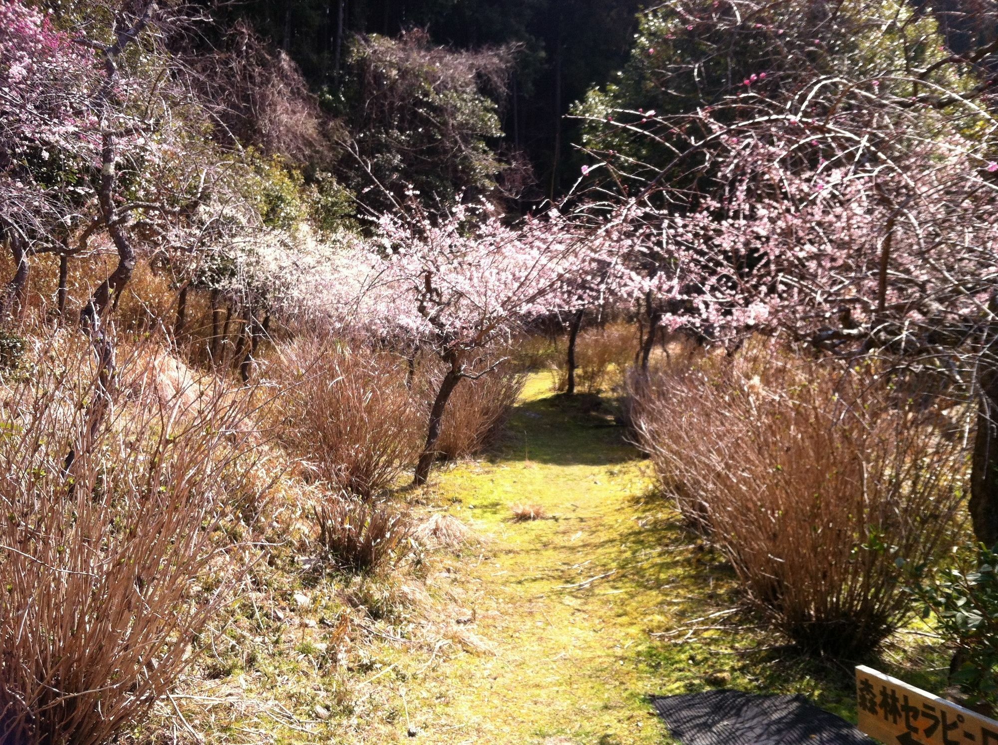 Hinotani Onsen Misugi Resort Tsu Bagian luar foto